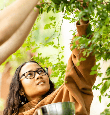 A student reaches up to pick berries from a hanging branch